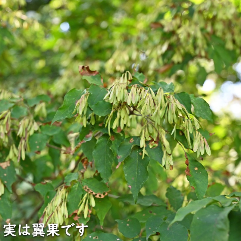 ソヨゴ 単木 1m 露地 苗-