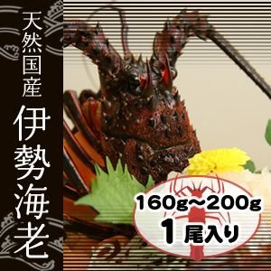 活きてます、ほんのちょっと-訳有-活伊勢海老　1尾　約160ｇ～200g[活伊勢海老]