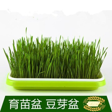 【臺灣出貨】豆芽發芽神器盤家用無土栽培水培小麥苗種植盤芽苗菜育苗盆批發
