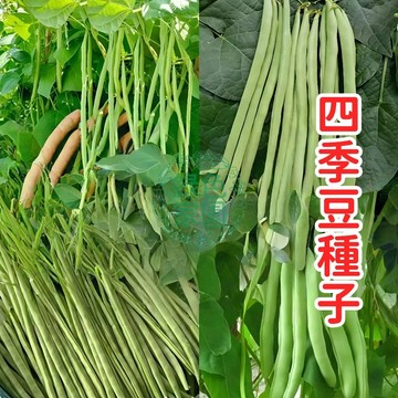 現貨現發 四季豆種子🥬特長架豆種子蔬菜種子 四季豆莢長高產爬藤無絲矮性豐產 肉厚脆甜 家庭陽台菜園 易種植快收
