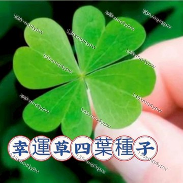 現貨 包對版 幸運草種子（1000粒）四季種植 三葉草 四葉草 多年生開花不斷新手推薦家庭園藝花卉種籽 陽台庭院種植
