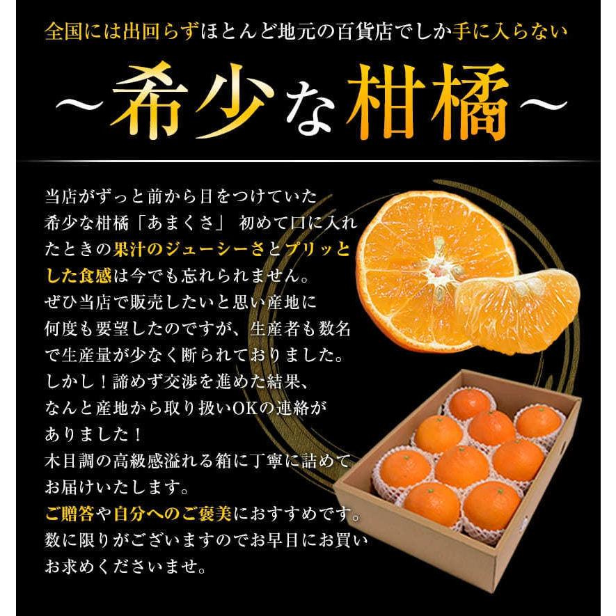 贈答用 天草 みかん 紅まどんな の親品種 約2.5kg 熊本県産 送料無料 旬 みかん 産地直送 お年賀 ギフト 果物 フルーツ 12月中旬-12月末頃発送予定