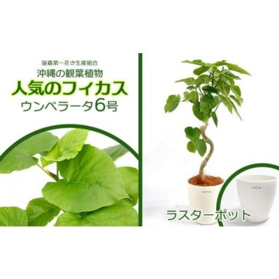 フィカス ウンベラータ 観葉植物の検索結果 | LINEショッピング