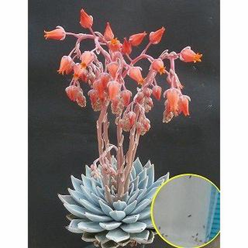 エケベリア・クスピダータ・メンチャカ・パラセンシス(Echeveria cuspidata Menchaca v  Parrasensis,Parras)の種子 | LINEブランドカタログ