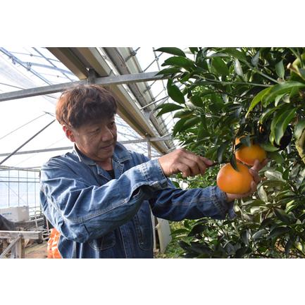 ふるさと納税 柑橘の大トロ せとか 3kg前後（ハウス栽培） 高知県大月町