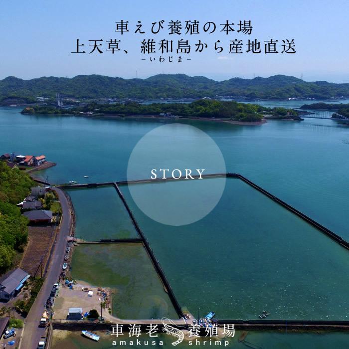 えび 車海老 お刺身用 特大 活〆冷凍 車えび 2L 250g [6-7尾] 熊本県天草 大矢野島 車エビ 生 急速冷凍 高級クルマエビ［お歳暮 2023 ギフト 御歳暮］