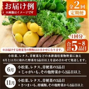 ふるさと納税 akune-4-39 ＜定期便・全2回(6月・11月)＞あくね旬の野菜おまかせセット(5〜8品目) 小松菜、レタス、青梗菜の3品目とその他野.. 鹿児島県阿久根市