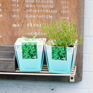 Light+Bio 香草物語小植栽-百里香