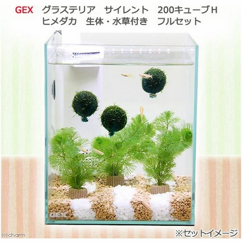 めだか 水草 ｇｅｘ グラステリア サイレント ２００キューブｈ しましま砂利のメダカ 水草セット ヒメダカ フルセット 本州四国限定 通販 Lineポイント最大0 5 Get Lineショッピング