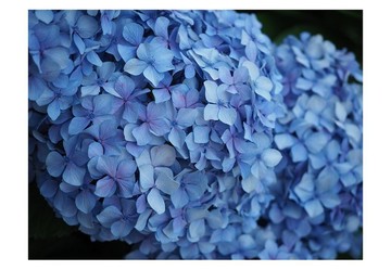 繡球花，藍色世界 | 照片 明信片 | 3 張組 | No.38