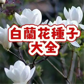 次日达-（白蘭花種子大全） 當季新籽 發芽率高 開花爆香 香味濃郁 新手易種植 陽台庭院盆栽 #超優惠