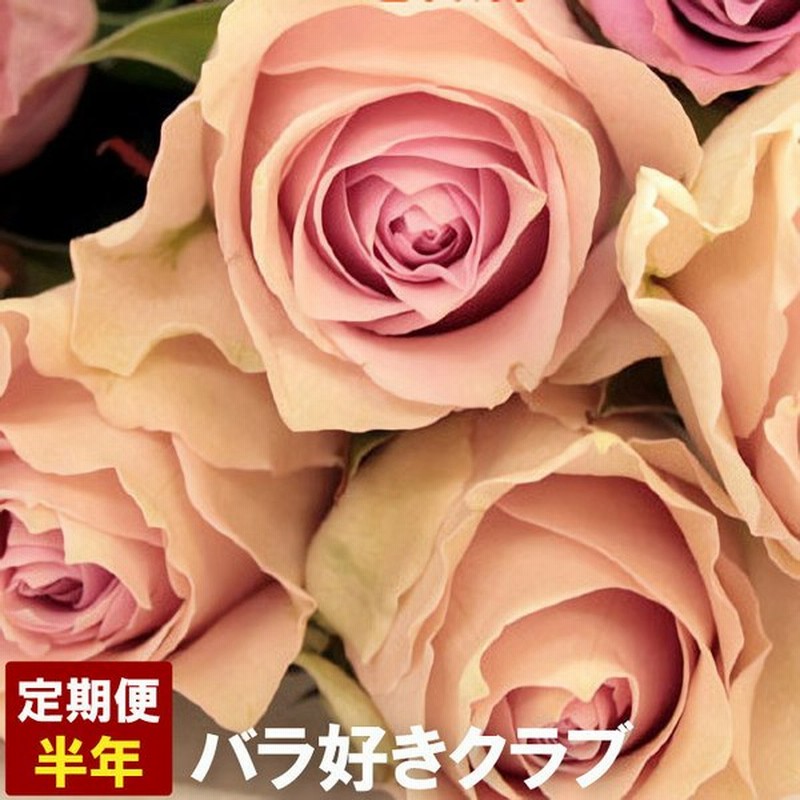 母の日 花 定期便 バラ好きクラブ 半年6回分 生花 ギフト 誕生日 プレゼント 女性 母 結婚祝い 結婚記念日 還暦祝い 退職祝い お祝い 通販 Lineポイント最大get Lineショッピング