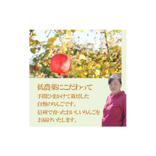 ふるさと納税 長野県 千曲市 サンふじりんご 5kg