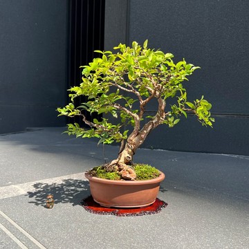 嘉寶果 樹葡萄∣盆景 果物盆栽