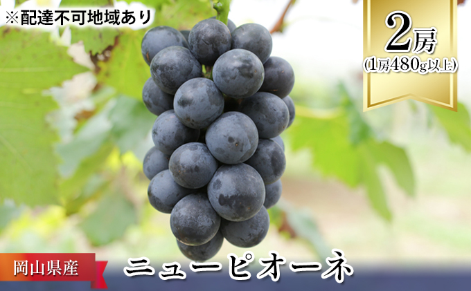 ぶどう 2024年 先行予約 ニュー ピオーネ 2房（1房480g以上） ブドウ 葡萄  岡山県産 国産 フルーツ 果物 ギフト