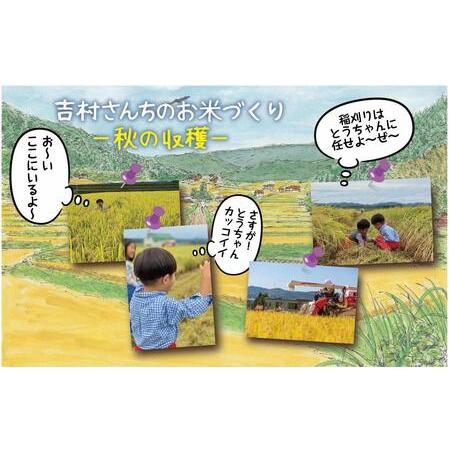 ふるさと納税 ｜従来品種｜ 魚沼産 コシヒカリ 5kg ×4袋 計20kg 米 こしひかり お米 コメ 新潟 魚沼 魚沼産 白米 送料無料 新潟県産 精米.. 新潟県十日町市