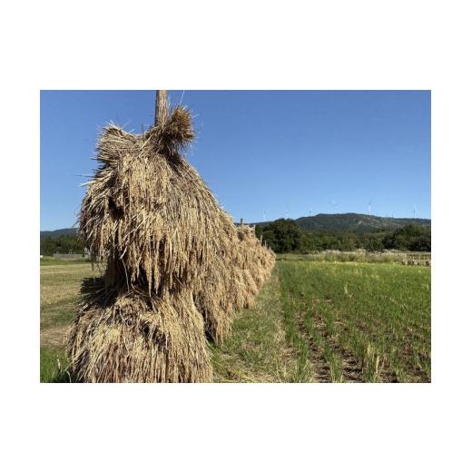 ふるさと納税 秋田県 にかほ市 定期便 5kg×11ヶ月 農薬・除草剤不使用 体に優しいササニシキ「郷山のお米」