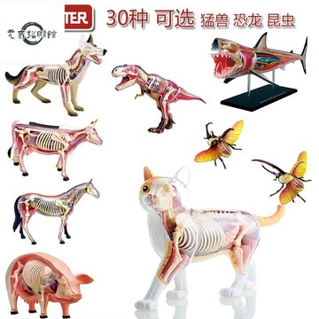 元氣招財 4D Master 動物解剖拚裝生物模型鯊魚老虎獅子鱷魚模型醫學敎學模型DIY科普用