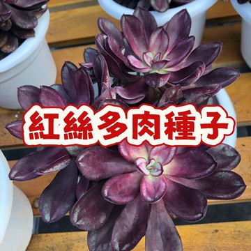 次日達-（稀有品種多肉盆栽種子）當季新籽 稀有 新手懶人易種植 觀賞性強 發芽率高 陽台庭院盆栽 #超優惠