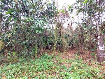 嘉義仁義潭5分4都內農地｜嘉義縣番路鄉​