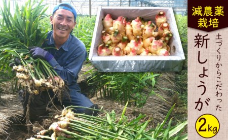 先行予約！2024年8～10月発送 新生姜 約2kg   ショウガ しょうが 生姜   南島原市   ふくはちファーム[SBS016]