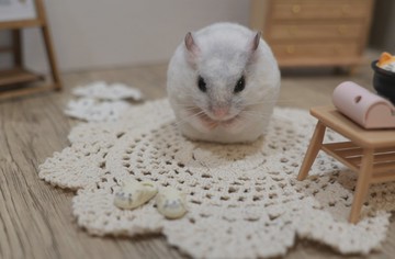 客製化寵物羊毛氈 擬真鼠