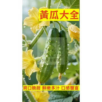 🌱早熟高產 黃瓜種子大全（旱黃瓜、白玉黃瓜、迷你黃瓜、玉女黃瓜）胡瓜種子清香爽口多汁脆甜 抗病抗旱易種植高產爬藤蔬菜種子