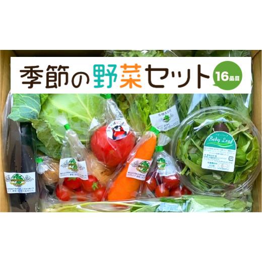 ふるさと納税 熊本県 八代市 季節の野菜 16品目セット