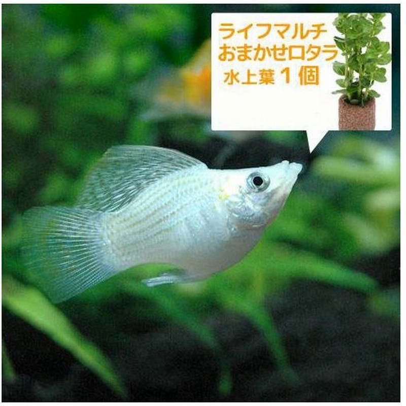 熱帯魚 水草 ミックスバルーンモーリー ４匹 ライフマルチ 茶 おまかせロタラ １個 北海道航空便要保温 通販 Lineポイント最大0 5 Get Lineショッピング