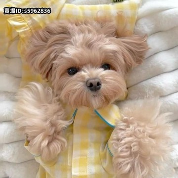 熱賣🔥免運春季新品韓系格紋家居服舒適睡衣夏季薄款馬爾濟斯比熊泰迪雪納瑞