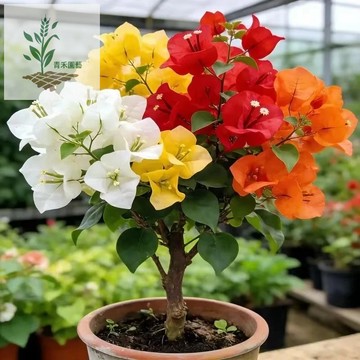 青禾園藝（新品種多色三角梅種子）矮化耐寒巴西三角梅種子 多色可選 盆栽 爬藤花卉 庭院圍墻陽臺四季開花 新手易種植