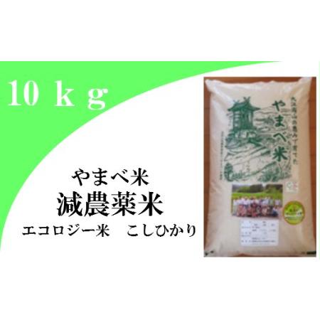 ふるさと納税 減農薬米（こしひかり100％）１０ｋｇ【令和5年産 2023年産 コシヒカリ 10kg 島根県産 大田市産 米 精米 エコロジー米 エ.. 島根県大田市