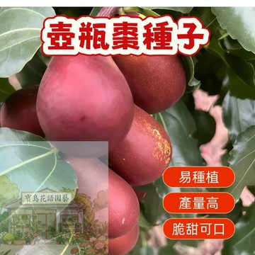 🍐棗子種子 （壺瓶棗種子） 正宗壺瓶棗種子，超高發芽率，果實香甜多汁，居家園藝必備，輕鬆打造綠意生活！