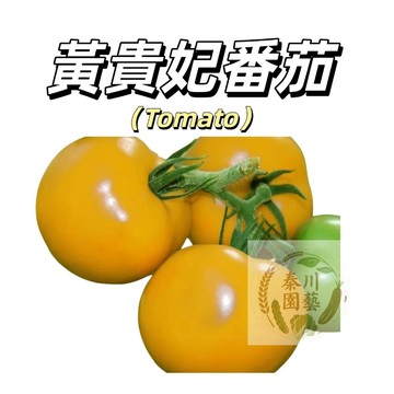 嘉義現貨（黃貴妃番茄種子FQ-15）黃色大果西紅柿種子橙色果肉大黃柿子四季播種盆栽果菜蔬菜種子#tomato