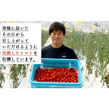 ふるさと納税 高糖度＆高機能性 フルーツトマト1kg フルティカトマト 完熟 糖度8以上 ミニトマト プチ フルーツトマト Akr-0002 高知県香南市