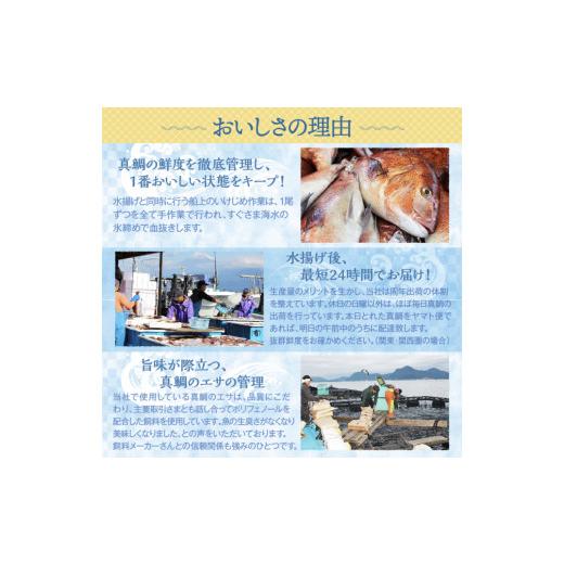 ふるさと納税 静岡県 沼津市 真鯛 の 昆布 締め  スライス 済み