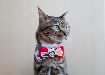 【和服・きもの系列】寵物領巾 貓咪/狗狗 和風 女生款 - 綠色