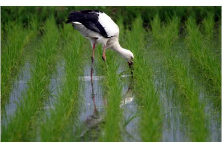 コウノトリ育むお米減農薬（94-004）