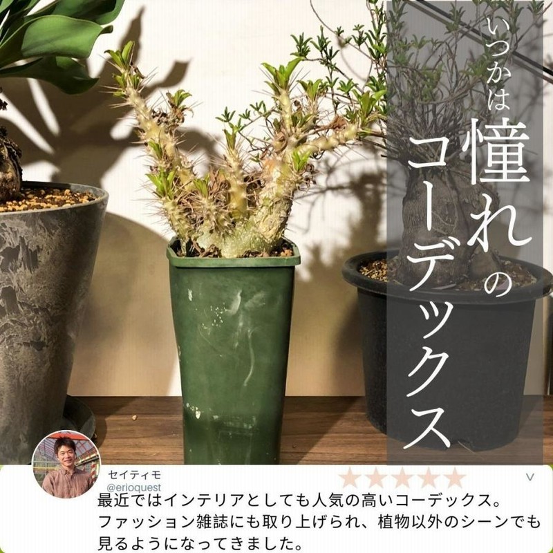 コーデックス 塊根植物 パキポディウム デンシフローラム Pachypodium 