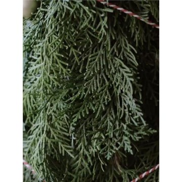 圣誕樹枝新鮮側松柏葉天然松針杉松枝真花圣裝飾材料拍攝DIY手工