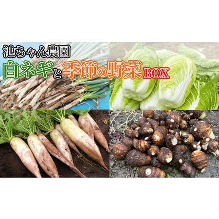 ふるさと納税 野菜セット 白ネギと季節の野菜 BOX 広島県三原市産 池ちゃん農園 広島県三原市