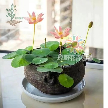 青禾園藝（已開口）碗蓮種子 遇水就活~稀有品種禪意觀賞水養植物~3-7天發芽睡蓮種子蓮子荷花種子