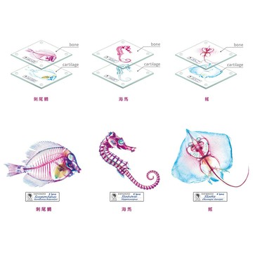賽先生科學工廠 解析透明魚玻璃杯墊(三款)