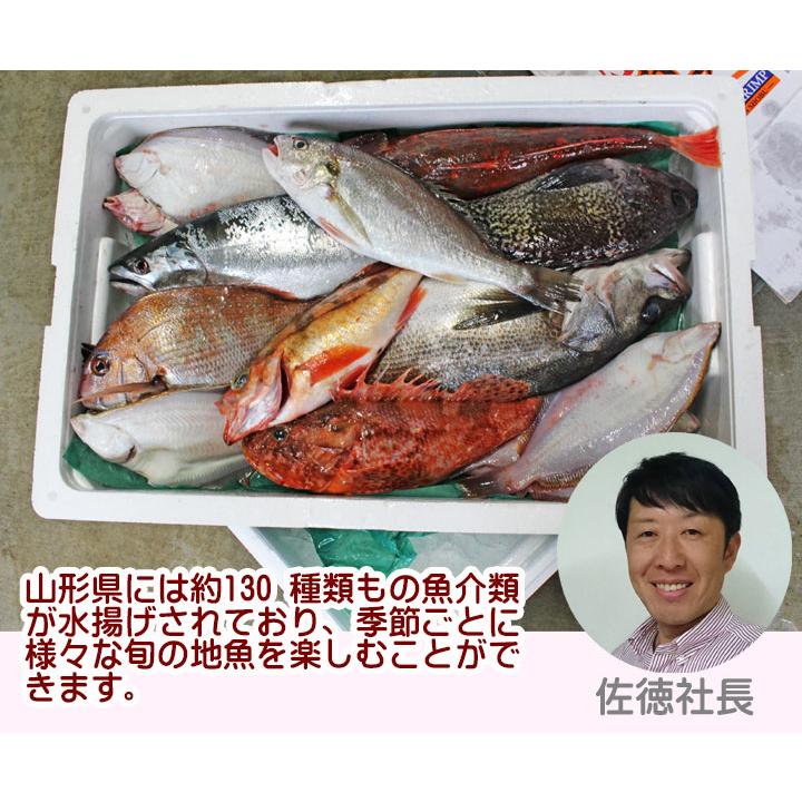 鮮魚ボックス セットB 山形県庄内産 詰め合わせ 直送 食の都庄内