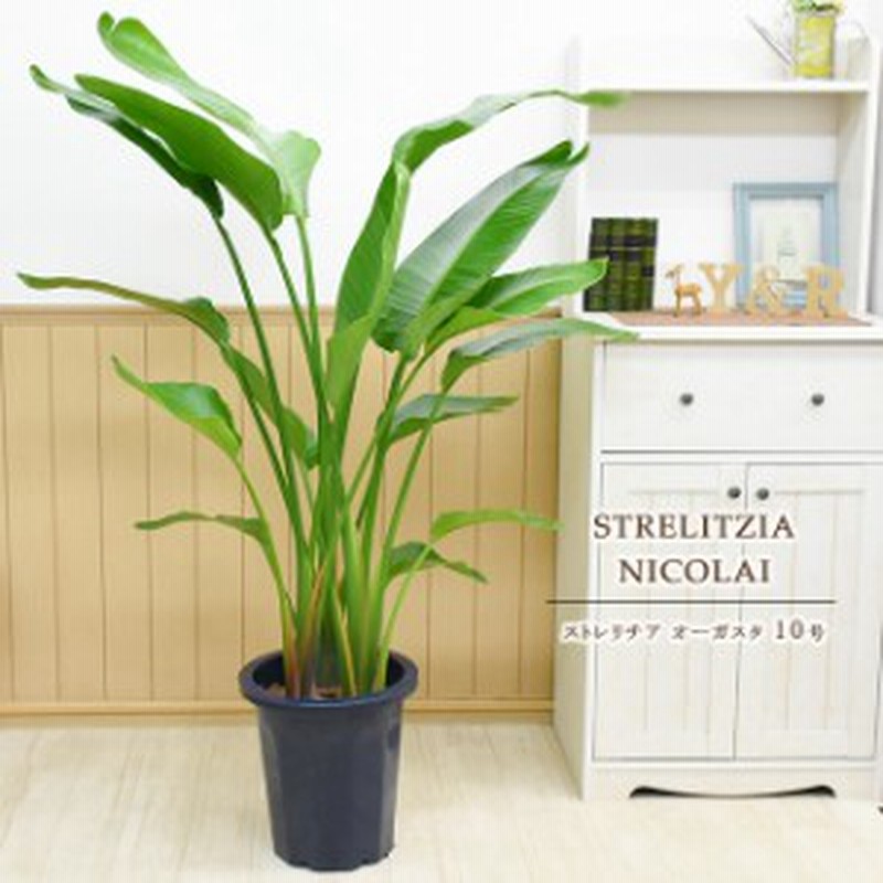 装飾バークプレゼント 天国の白い鳥 ストレリチア オーガスタ 大型10号 通販 Lineポイント最大1 0 Get Lineショッピング