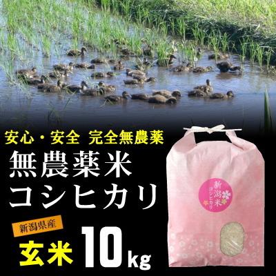 玄米 農薬無使用 コシヒカリ 10kg   希少米 合鴨農法 新潟 岩船産 令和5年産 新米   人気 おいしい 新潟米 こしひかり 送料無料