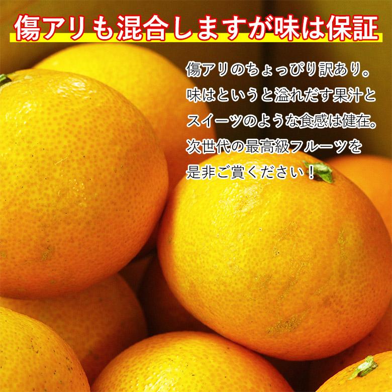 安心の自社検品 送料無料 愛媛県産 あいか 愛果 紅まどんな みかん 愛媛みかん 愛まどんな サイズお任せ 約 5kg 国産みかん ご家庭用 愛媛県