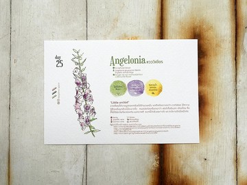 在地花卉明信片 - 第25天 小蘭花