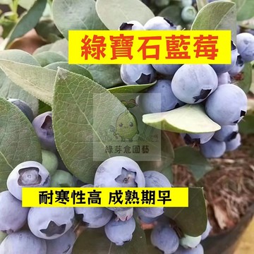 🌱早熟高產 綠寶石藍莓種子LM-12 進口品種 耐寒性高 成熟期早 易生長  高產 抗病抗旱易種植 高產盆栽樹株水果種子