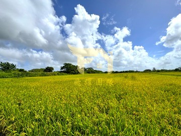 專任-觀音忠愛段980坪方正美農地｜桃園市觀音區忠愛段